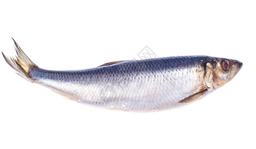 腌制鲱鱼隔离在白色背景上摄影棚照片腌制鲱鱼隔离在白色背景上背景图片