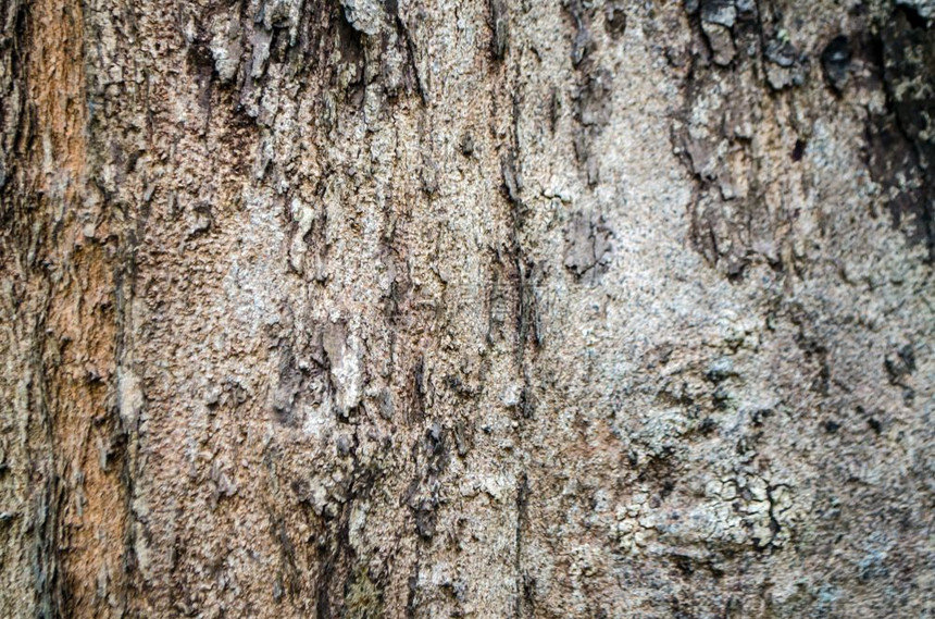 热带木材树皮的自然背景摄影棚照片热带木材树皮的自然背景图片