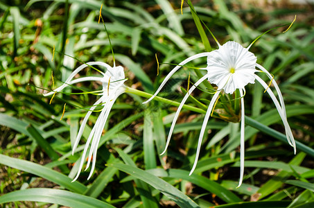 美丽而精的白色热带花朵摄影演播室照片图片
