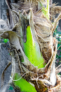 地壳木质热带棕榈树工作室照片背景图片