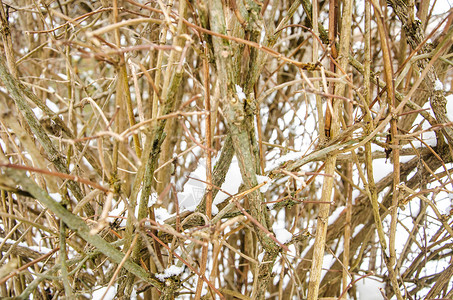 工作室照片灰色树枝没有冬季雪叶背景图片