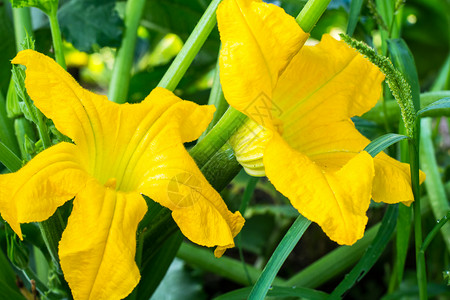 黄南瓜花Zucchini工作室照片图片