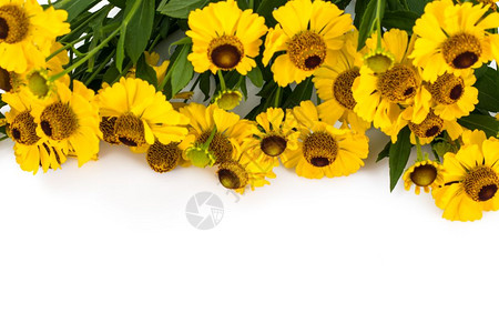 白色背景的黄花朵演播室照片图片