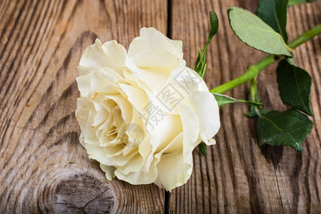 木头的一朵白玫瑰工作室照片一朵白玫瑰图片