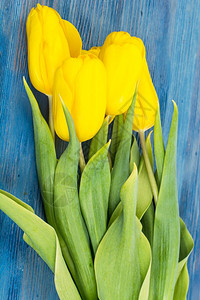 木制背景摄影棚照片上的黄色郁金香木制背景上的黄色郁金香图片