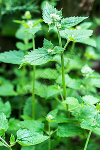 辣椒香味花园植物和烹饪用草药图片