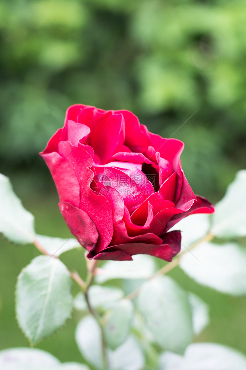 不同颜色的花园玫瑰工作室照片图片
