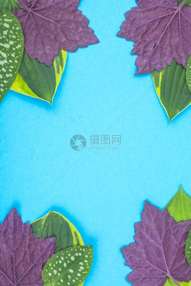 蓝背景上不同颜色的叶子创意布局工作室照片蓝色背面不同颜的叶子创意布局图片