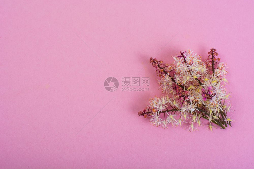 彩色纸张背景的鲜花创作布局工室照片彩色纸背景的鲜花创作布局图片