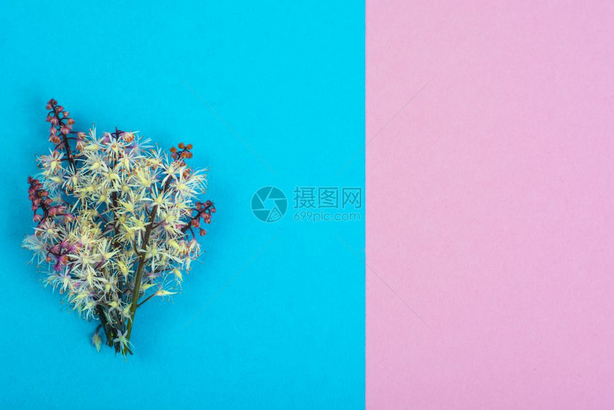 彩色纸张背景的鲜花创作布局工室照片彩色纸背景的鲜花创作布局图片