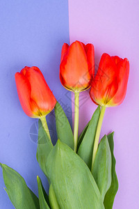 美丽的红色郁金香明亮的糊面背景工作室照片美丽的红郁金香图片