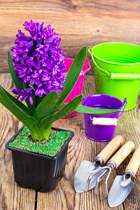 中的Hyacinth、花园工具存货作室照片锅中的Hyacinth图片