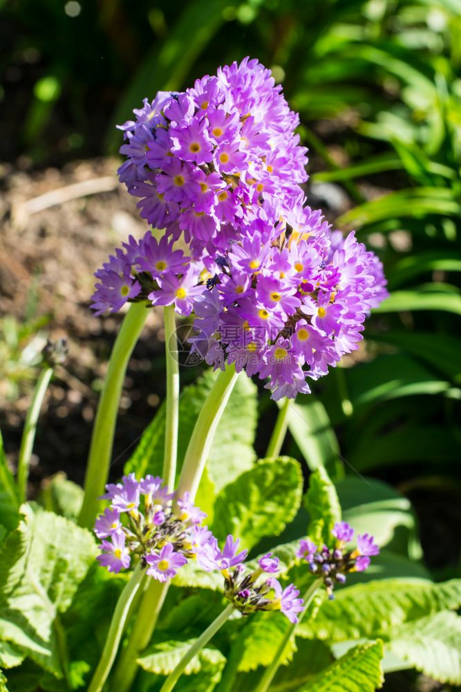 有淡紫色球形花序的花园花摄影棚照片有淡紫色球形花序的花园花图片