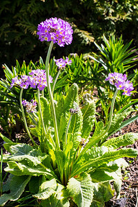 有淡紫色球形花序的花园花摄影棚照片有淡紫色球形花序的花园花图片