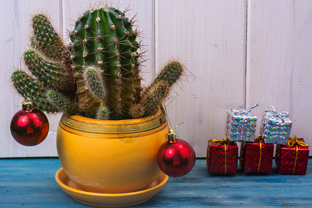 圣诞仙人掌热带气候新年概念Cactus是带有玩具和礼品盒的圣诞树工作室照片背景