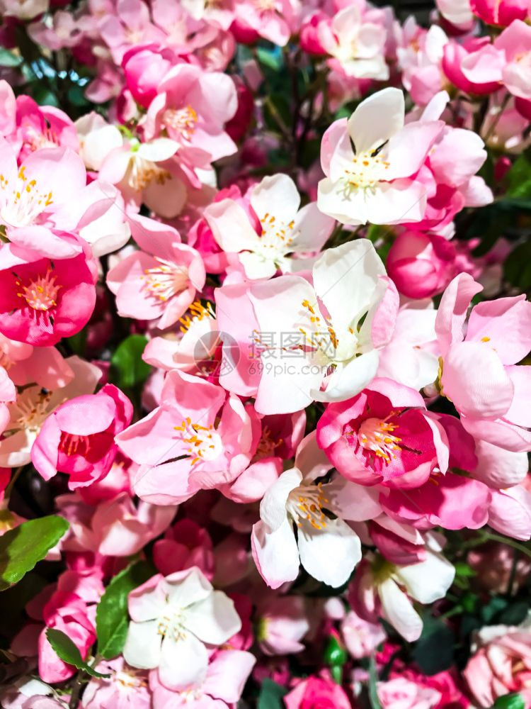 亮花背景文本空间工作室照片亮花背景图片