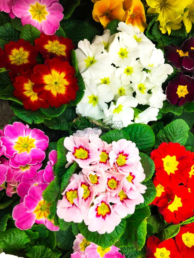 花朵背景来自多彩的春天花工作室照片花朵背景来自多彩的春天花图片