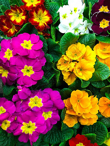 花朵背景来自多彩的春天花工作室照片花朵背景来自多彩的春天花图片