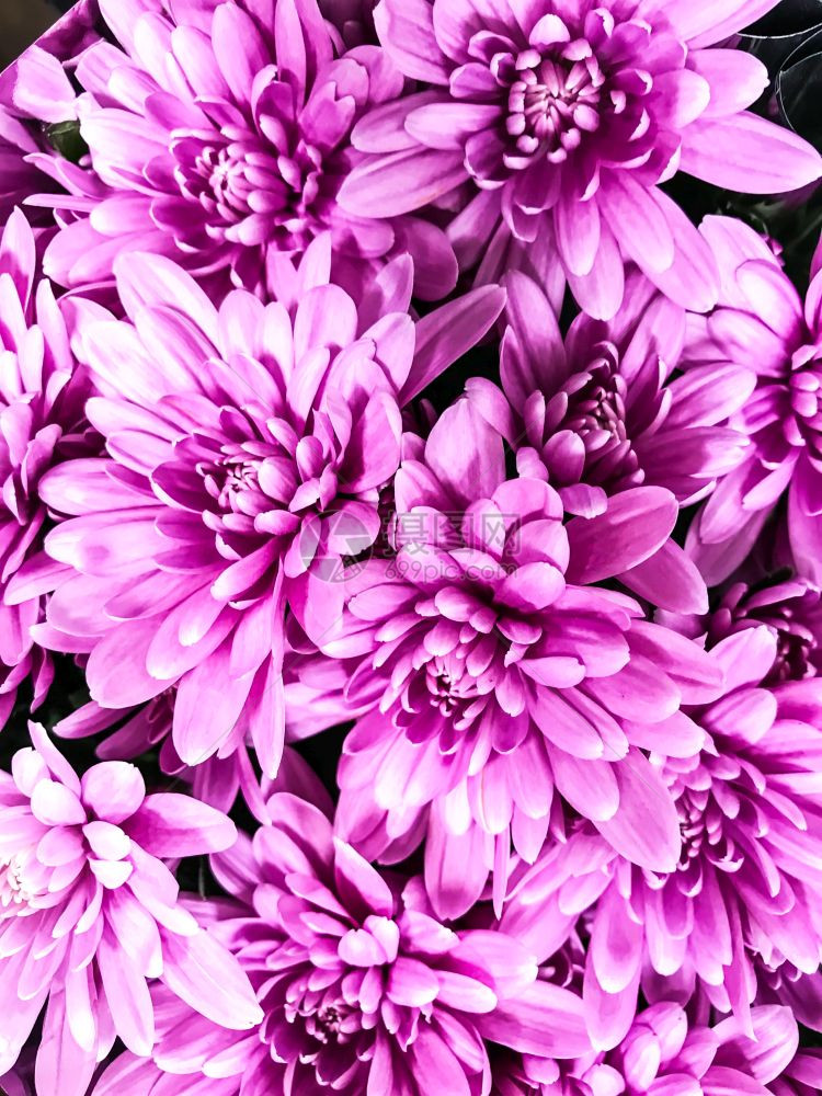 新鲜菊花的纹理植物背景工作室照片新鲜菊花的植物背景图片