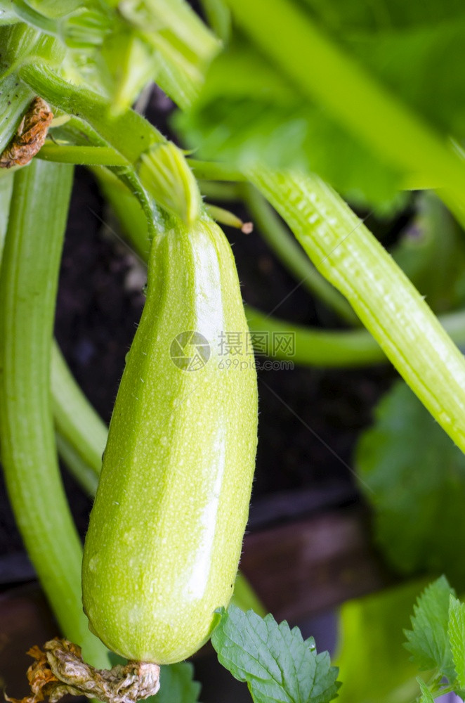 Zucchini在雨后灌木丛中工作室照片雨后灌木中Zucchini图片