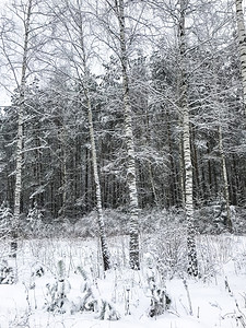 冬季树枝和灌木丛的雪冬季树枝和灌木的雪图片