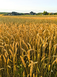 晚上在田野吃黑麦太阳工作室照片晚上在田地吃黑麦太阳图片