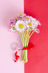 带有精细粉红花菊的节日卡亮纸背景工作室照片图片