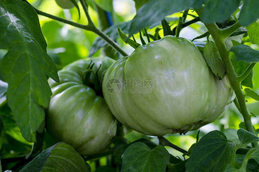 灌木上绿西红柿生物种植蔬菜图片