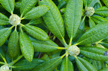 工作室照片未露芽和绿叶Rhododendron绿叶图片