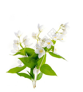 开白花的小枝摄影棚照片开白花的小枝图片