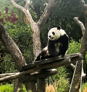 非常美丽可爱的熊在大自然中行走非常美丽可爱的熊在大自然中行走图片