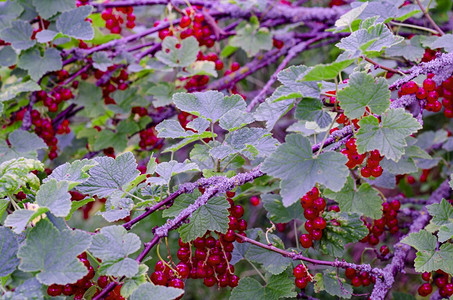 灌木丛中成熟的红莓工作室照片图片