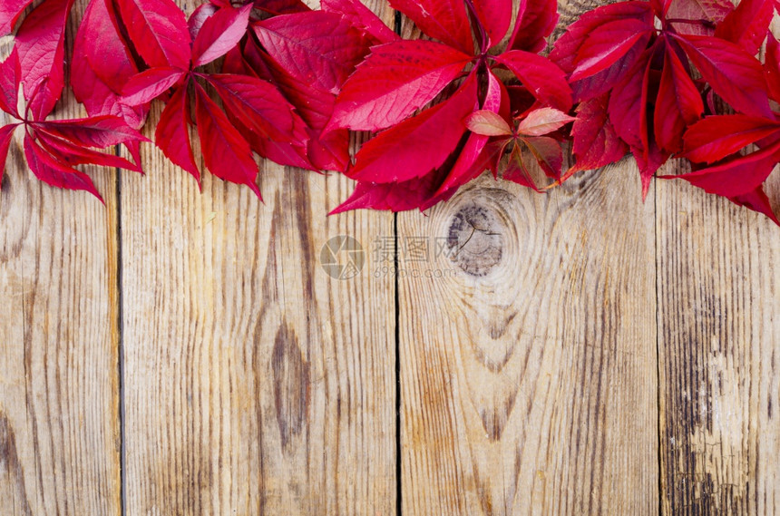 旧木板表面上有红秋叶工作室照片旧木板表面上有红秋叶上面有红叶图片