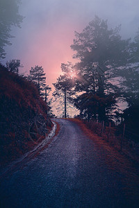 林中日落和道路图片