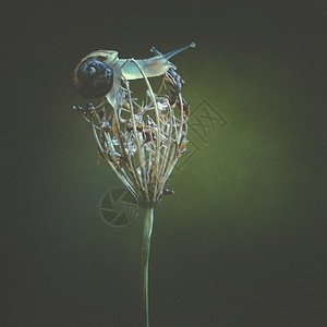 植物上的蜗牛图片