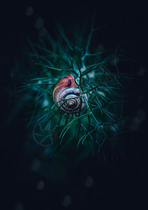 植物中的蜗牛背景图片