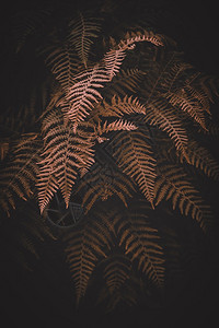 棕褐发植物背景图片