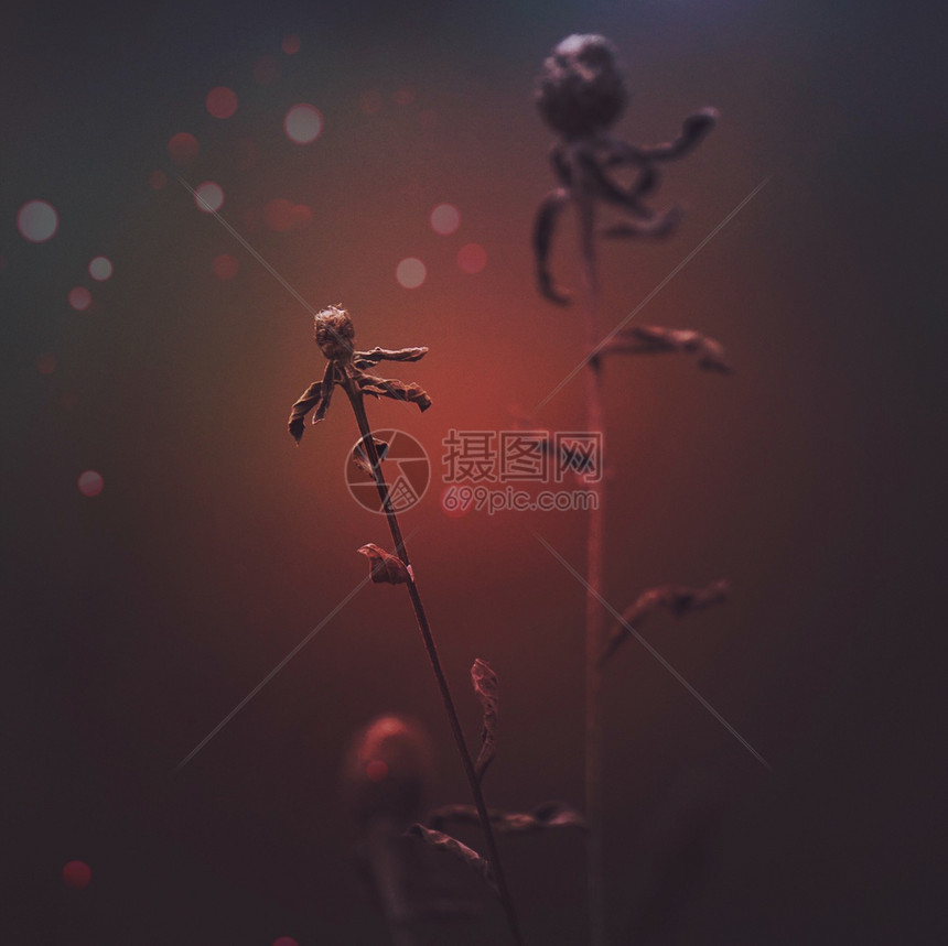 夜间的植物图片