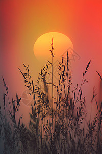 日落和鲜花背景图片