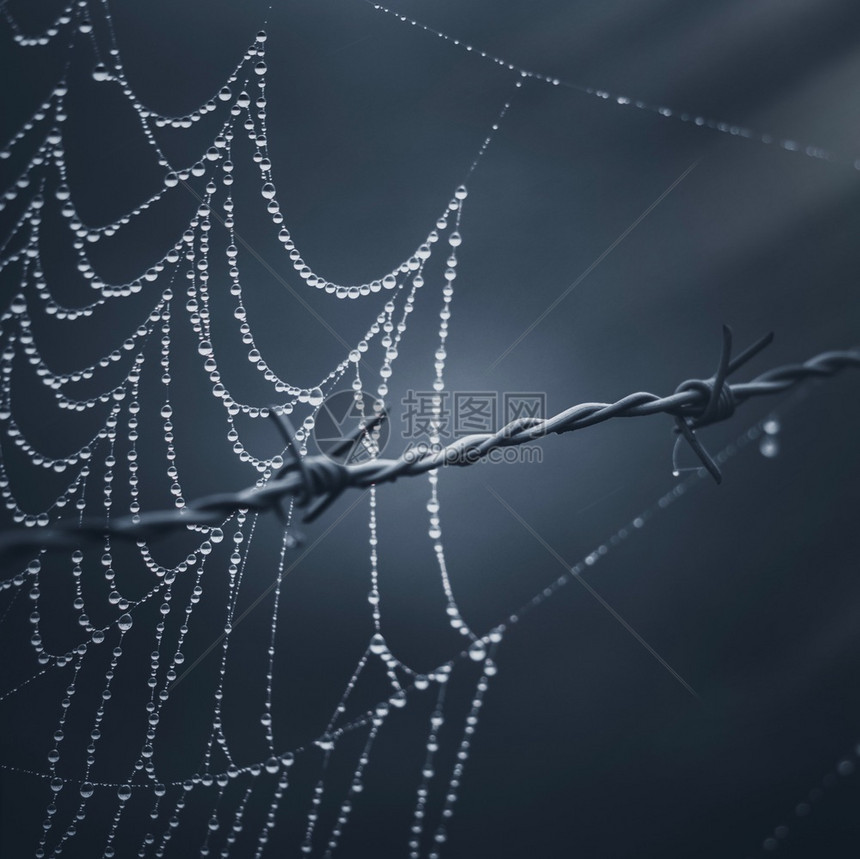 蜘蛛网在栅栏中图片