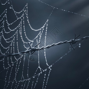 蜘蛛网在栅栏中背景图片