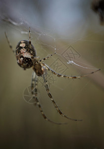 网上的蜘蛛背景图片