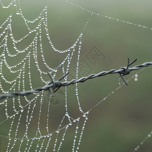 蜘蛛网与滴图片