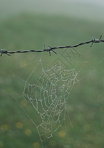 矢量栅栏蜘蛛网在栅栏中背景