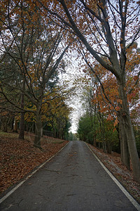 铺满落叶的道路图片
