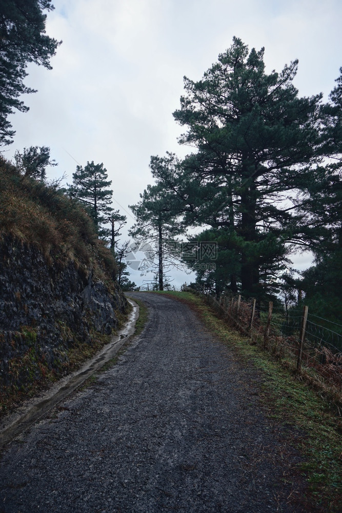 林中的树木和平坦的道路图片