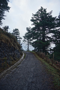 林中的树木和平坦的道路图片