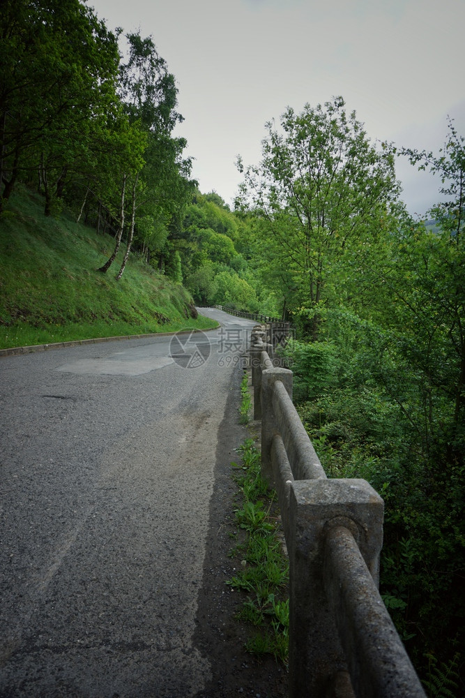 道路和树木图片