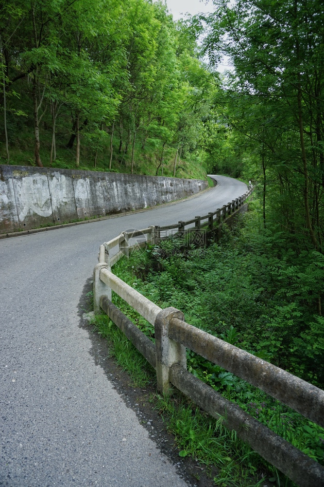 道路和树木图片