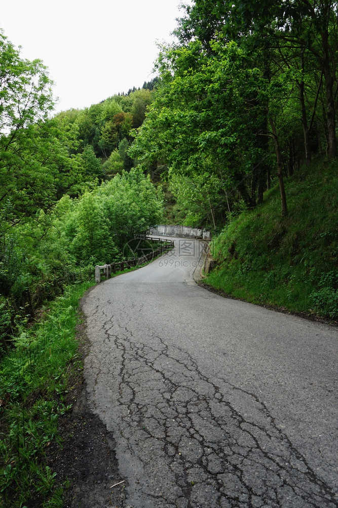 道路和树木图片